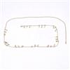 Western Delicate Belt